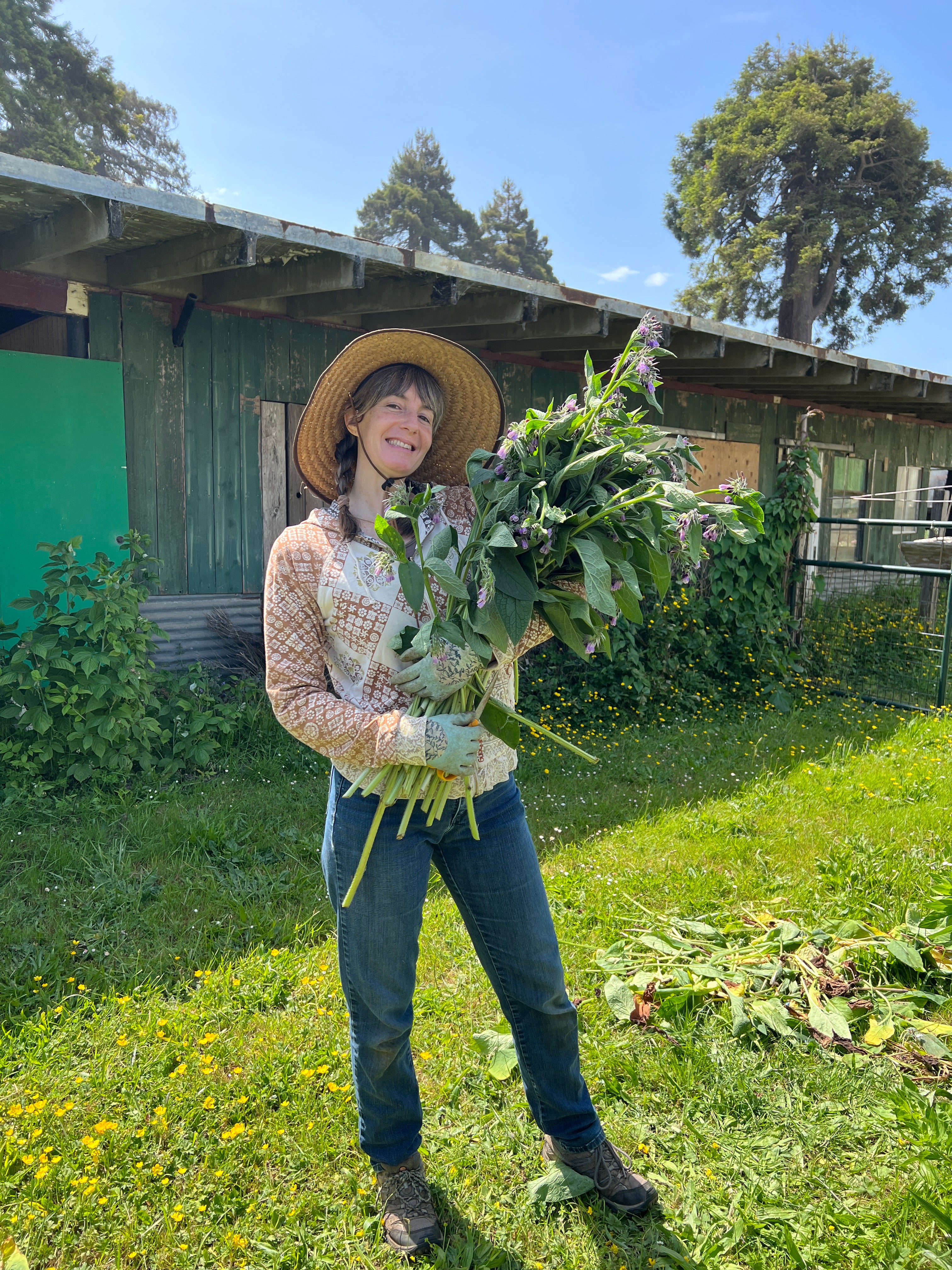 Ingredient Spotlight- Comfrey