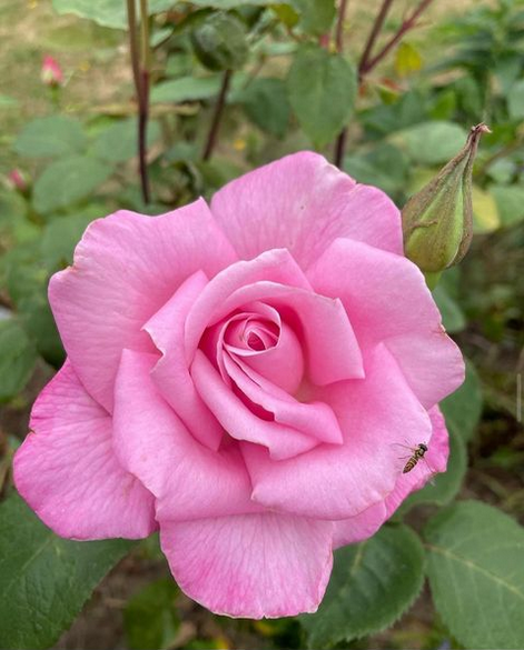 Ingredient Spotlight- Rose