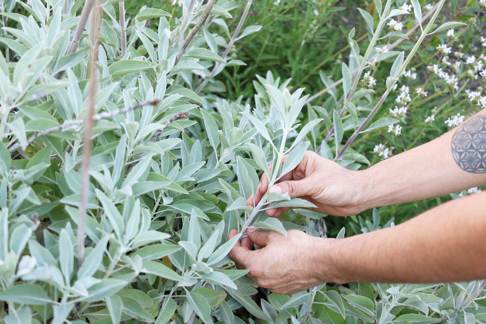 benefits of sage plant ORGANIC Sage Leaves (100 g)  theteatrove