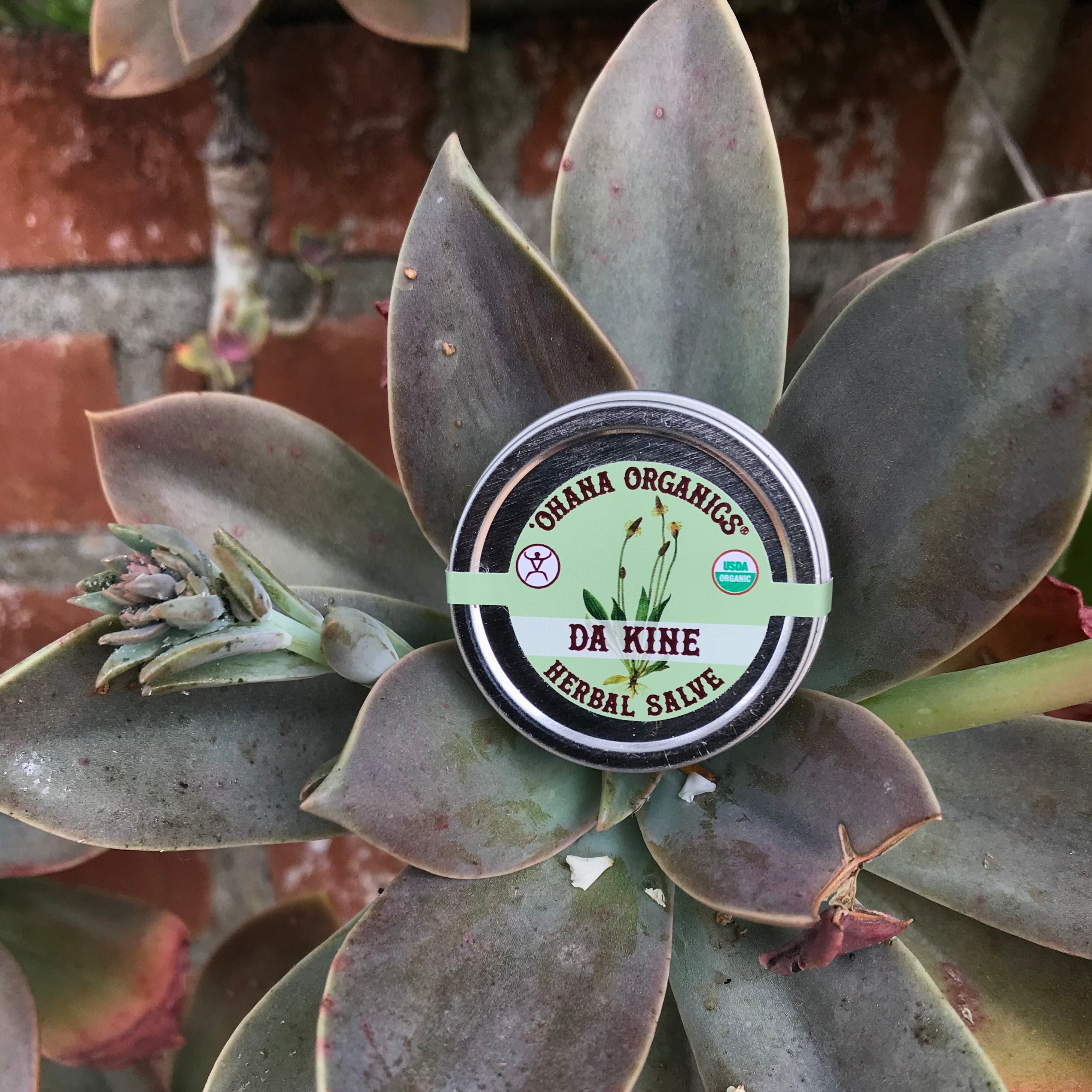 "Da Kine" Organic Herbal Salve - Wholesale