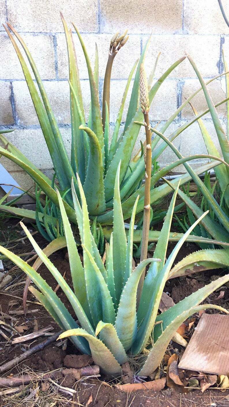 Ingredient Spotlight- Aloe