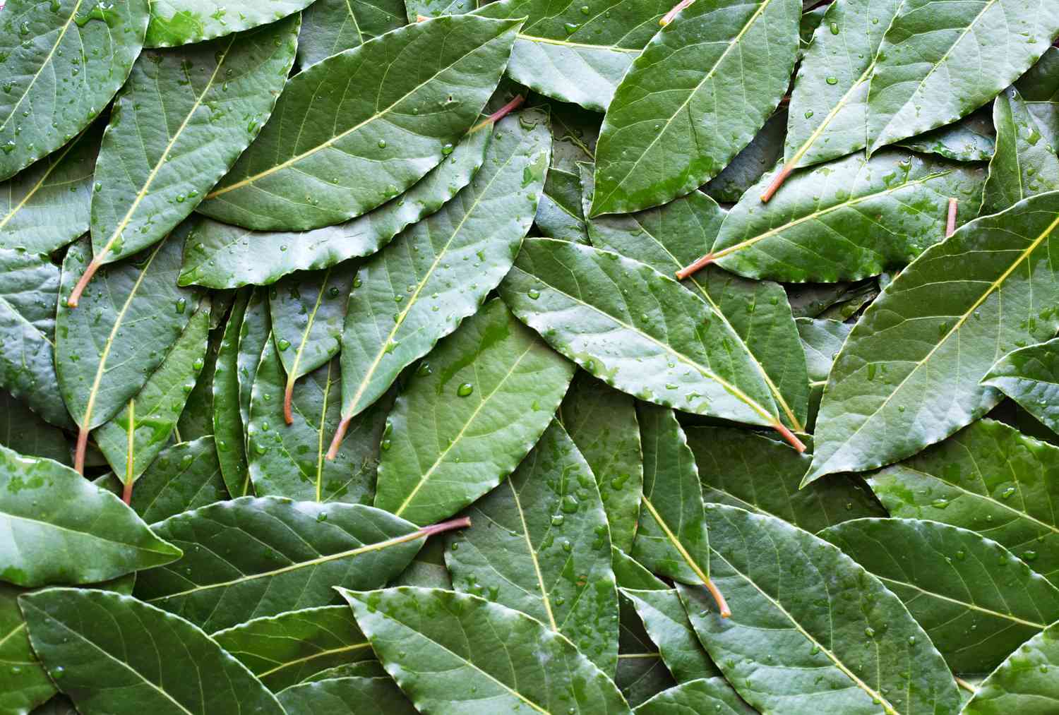 Ingredient Spotlight- Bay Leaf