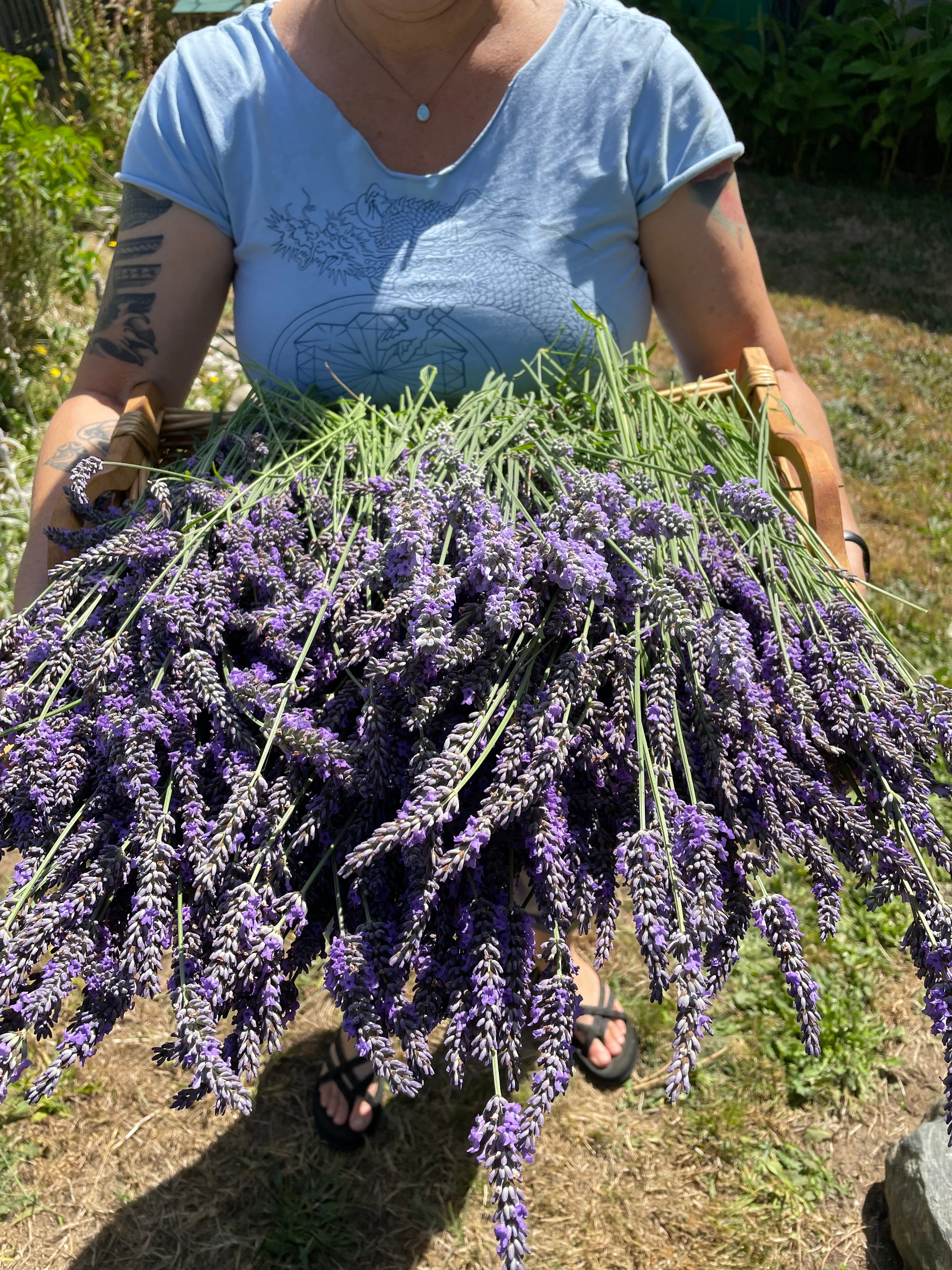 Ingredient Spotlight- Lavender