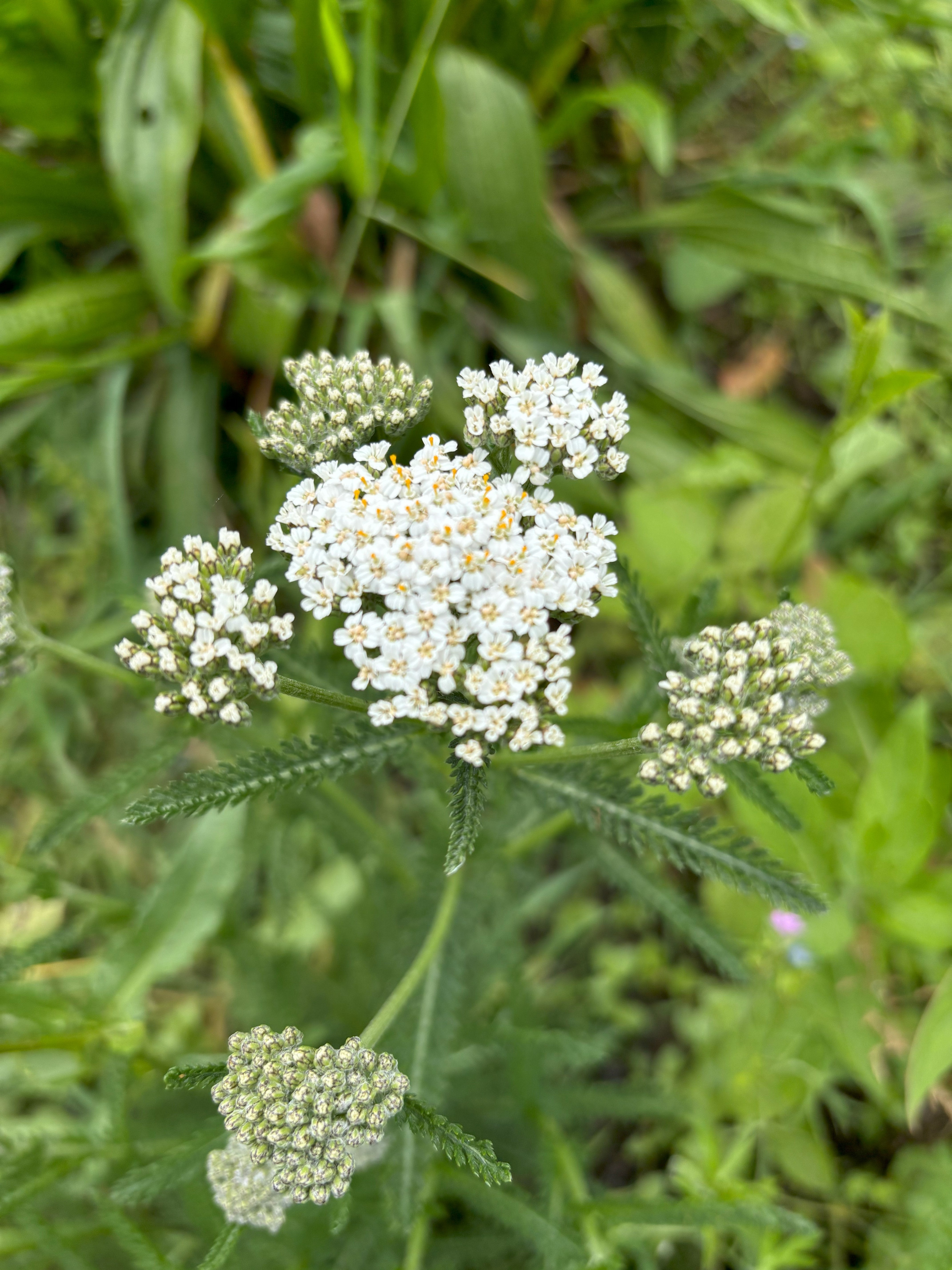 Ingredient Spotlight- Yarrow