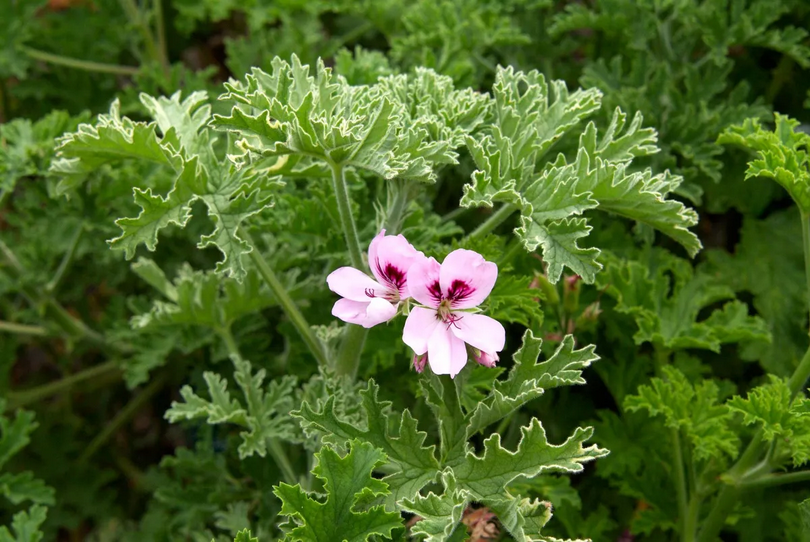 Ingredient Spotlight- Rose Geranium