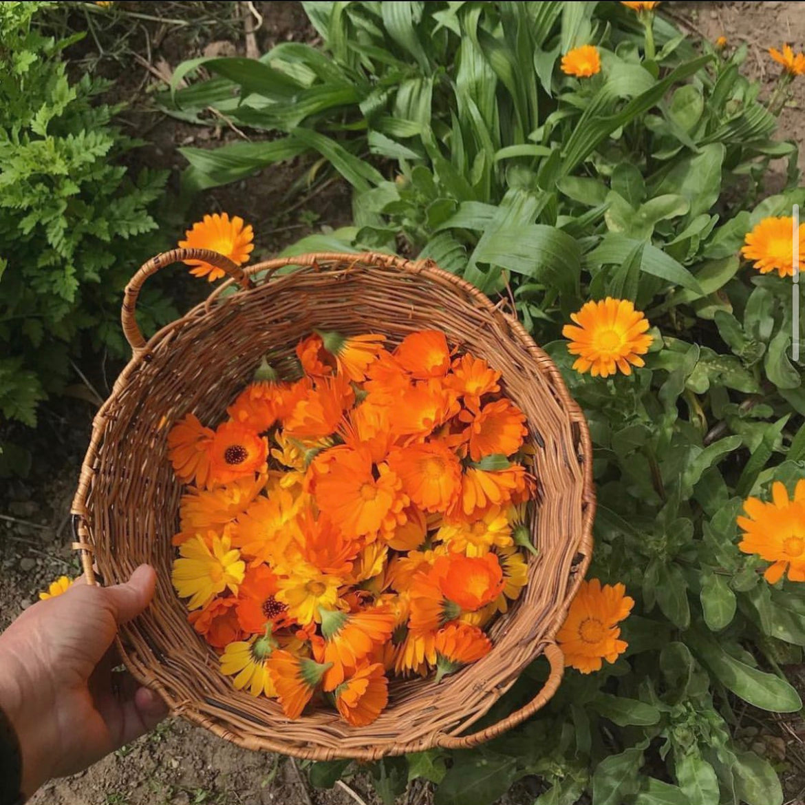 Ingredient Spotlight- Calendula