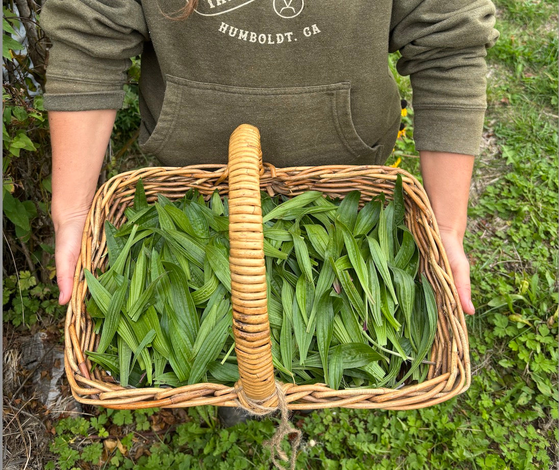 Harvesting plantain for Ohana Organics