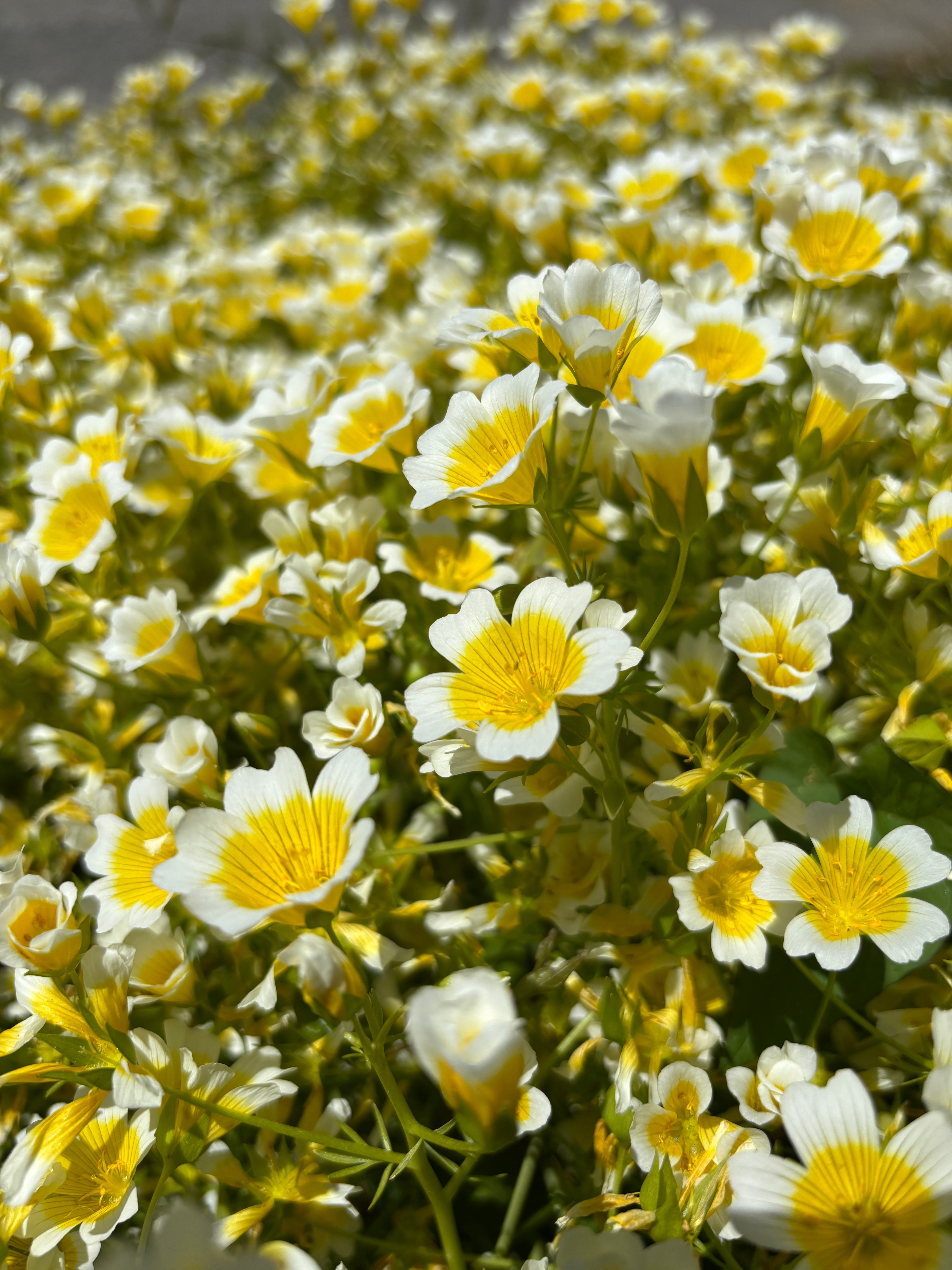 medowfoam flower