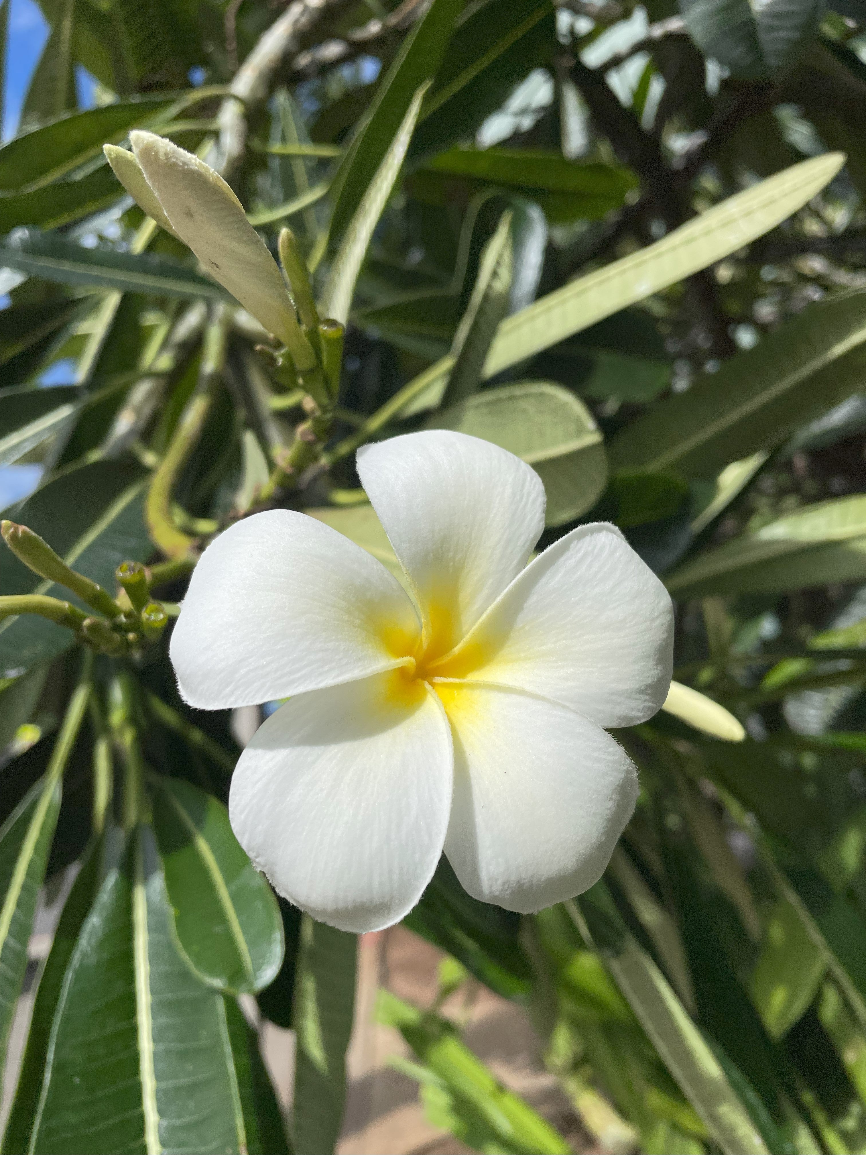 Plumeria