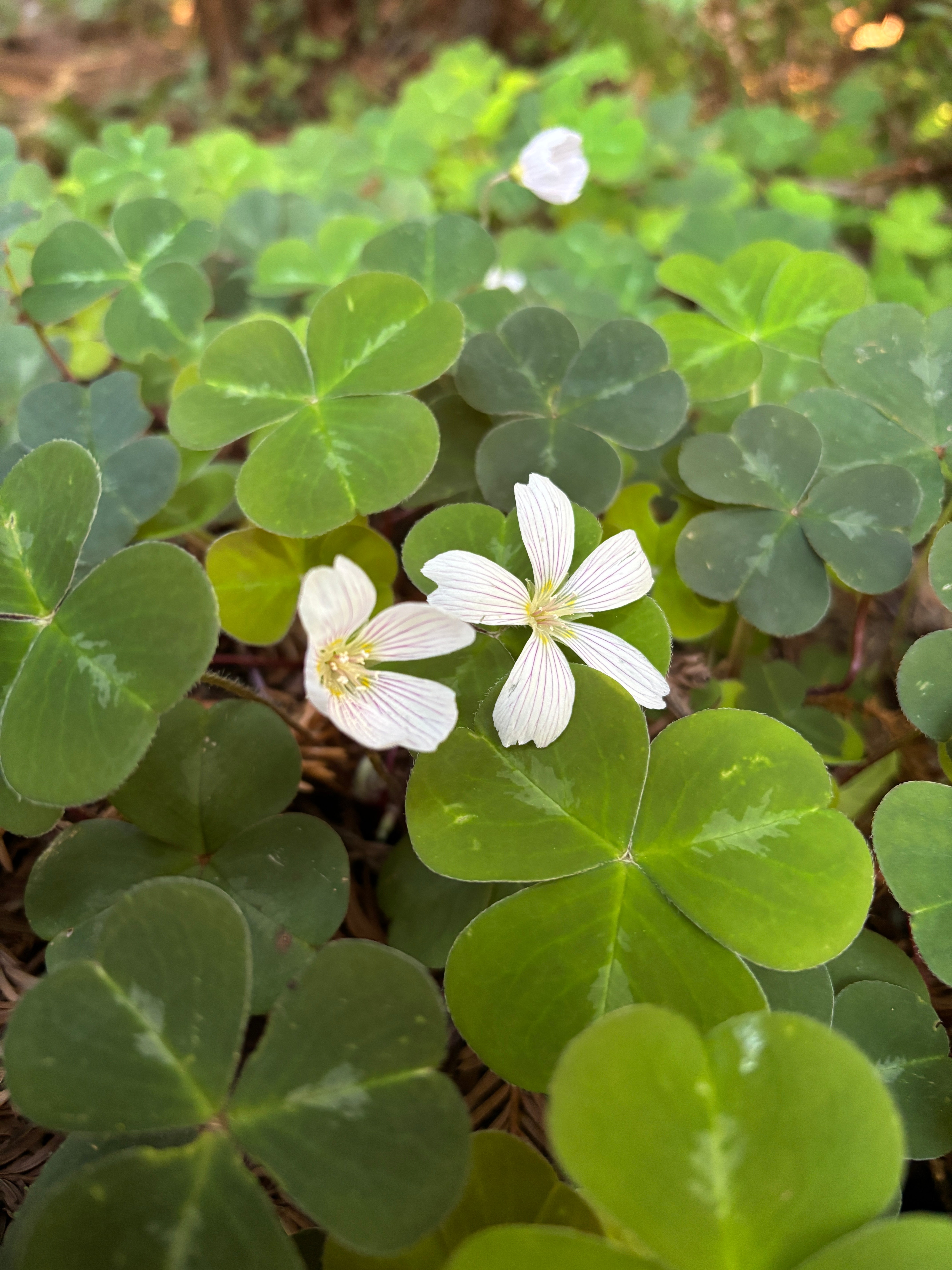 The Return of Green – Herbal Renewal for Radiant Skin