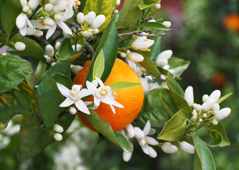 Ingredient Spotlight- Neroli Essential Oil