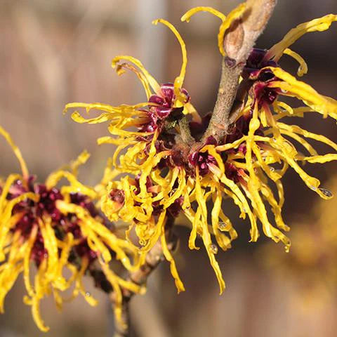 Ingredient Spotlight: Witch Hazel