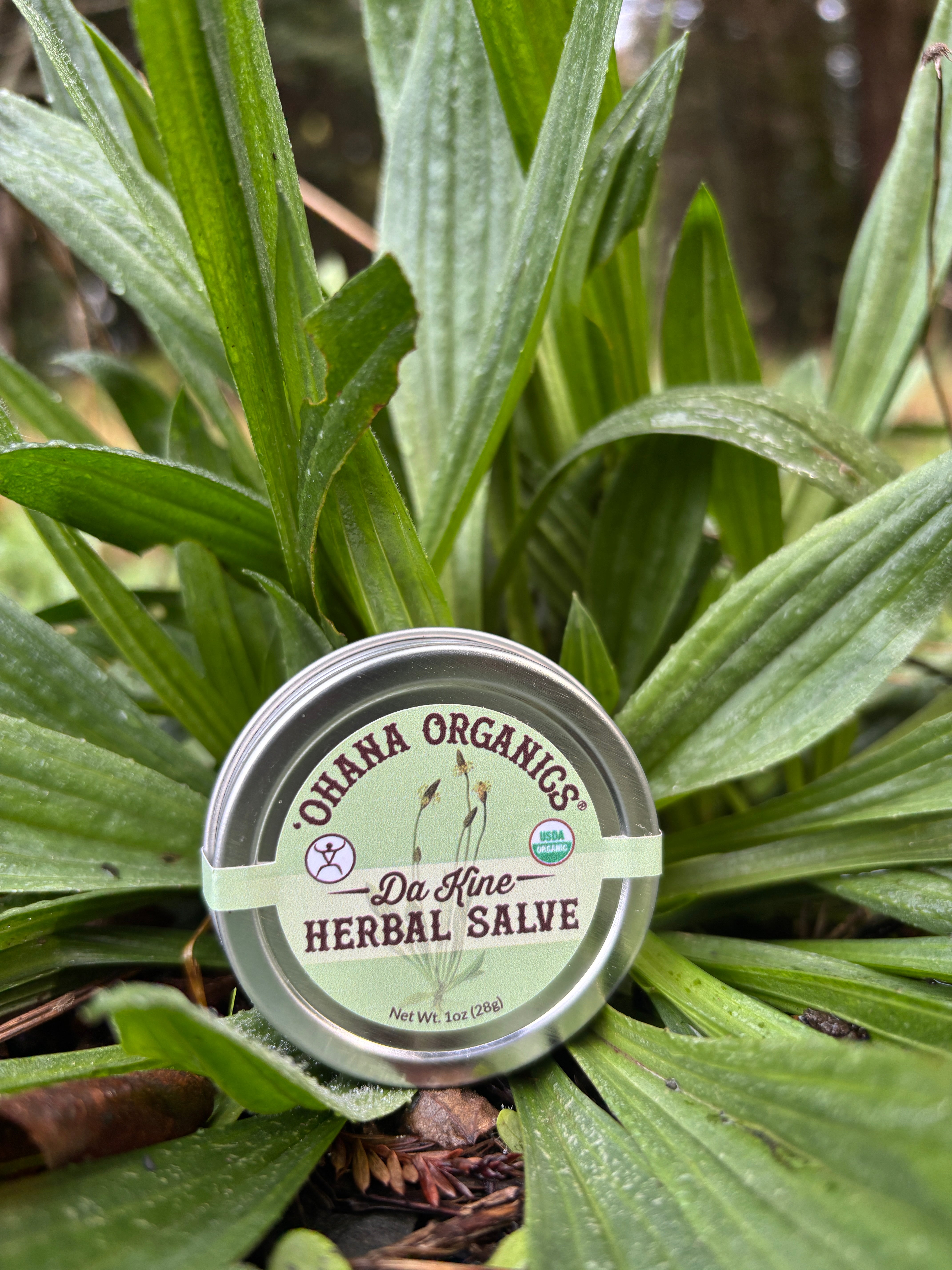 Organic 'Da Kine' Herbal Salve