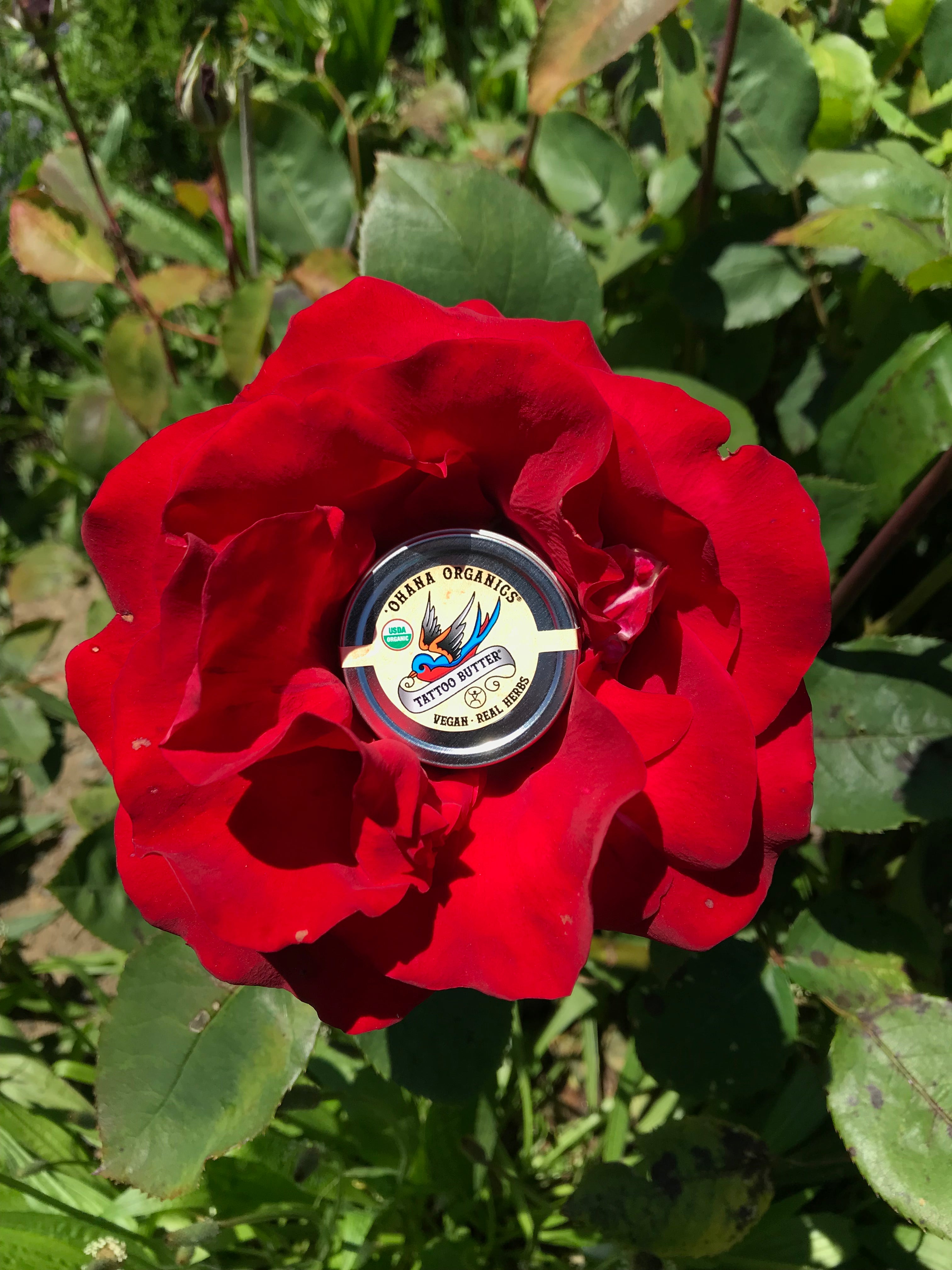 Tattoo Butter tin in middle of blooming rose